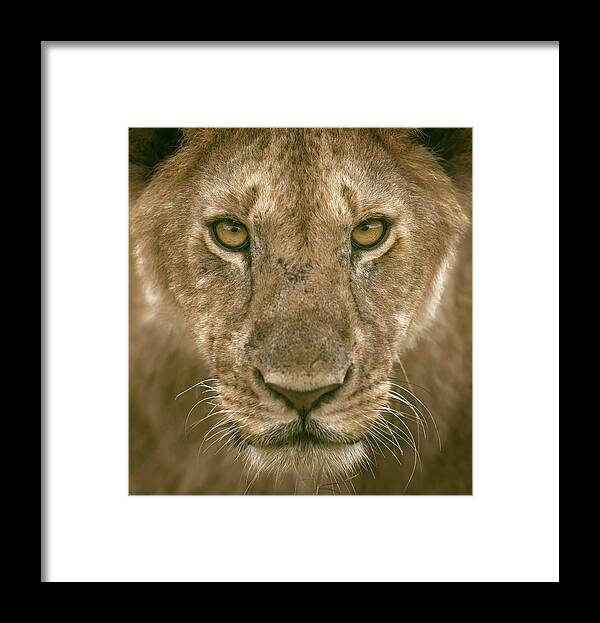 Wild Framed Print featuring the photograph Contact Eyes by Faisal Alnomas