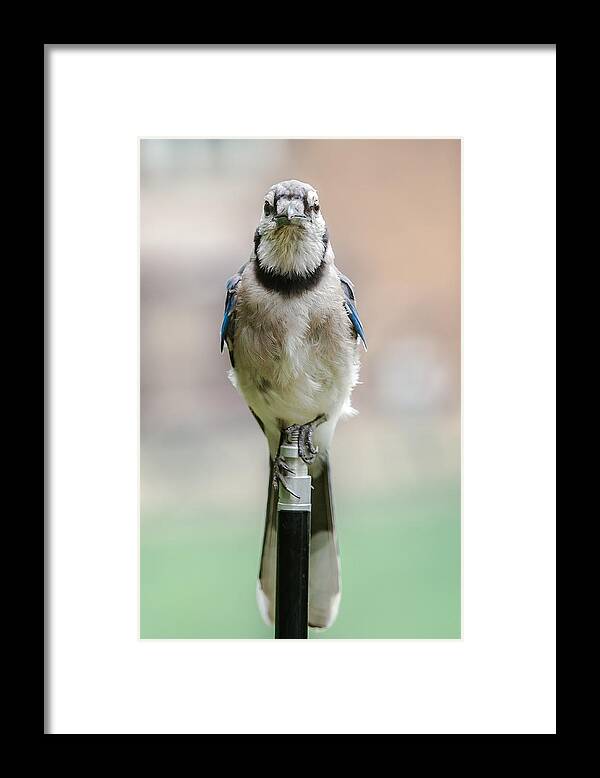 2014 Framed Print featuring the photograph Contemplative Blue Jay by Jim Moore