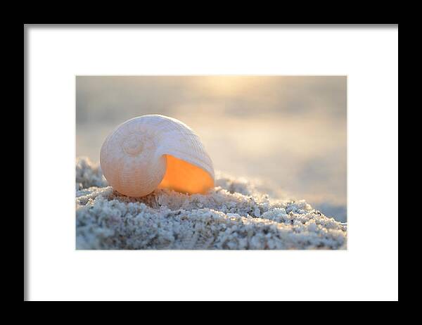 Seashell Framed Print featuring the photograph Contentment by Melanie Moraga
