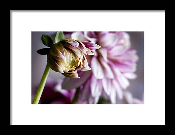 Dahlia Framed Print featuring the photograph Continuing the Cycle by Robert Camp