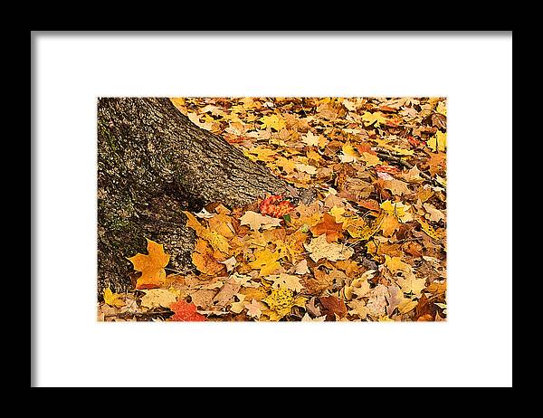 Plant Life Framed Print featuring the photograph Contrast Pla 396 by Gordon Sarti