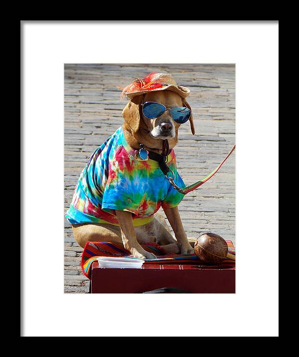 Dog Framed Print featuring the photograph Cool Dude Dog 1 by Sheri McLeroy