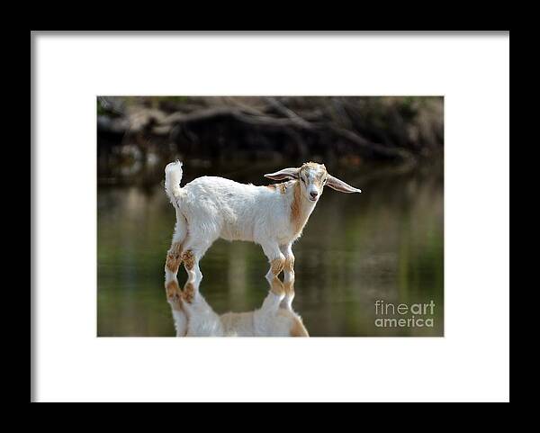 Goat Framed Print featuring the photograph Cooling Down In A Pond by Kathy Baccari