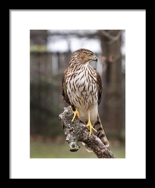 Cooper's Hawk Framed Print featuring the photograph Cooper's Hawk by Paula Ponath