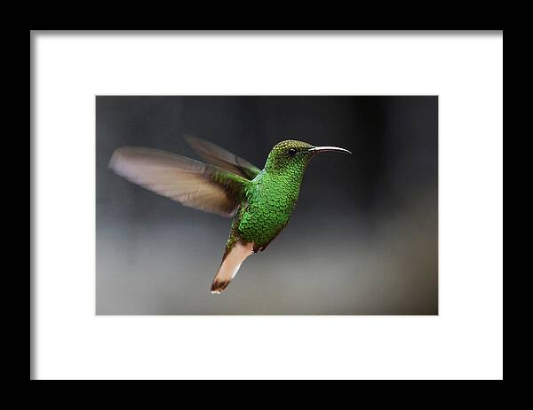 Feb0514 Framed Print featuring the photograph Coppery-headed Emerald Hummingbird by Hiroya Minakuchi
