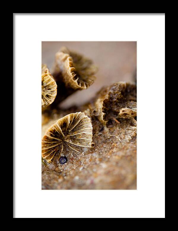 Coral Framed Print featuring the photograph Coral in the sand by Carole Hinding