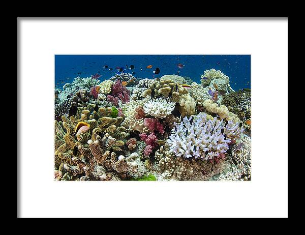 Pete Oxford Framed Print featuring the photograph Coral Reef Diversity Fiji by Pete Oxford