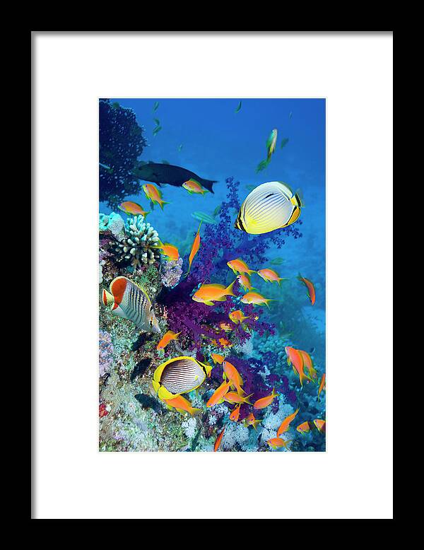 Butterflyfish Framed Print featuring the photograph Coral Reef With Various Fish by Georgette Douwma