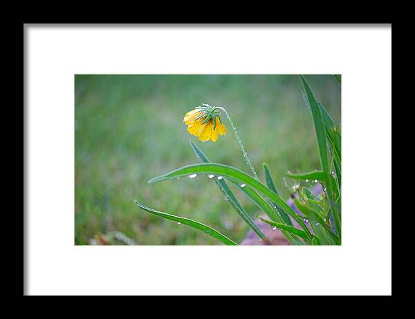 Coreopsis Framed Print featuring the photograph Coreopsis Bent with Rain by Mary Lee Dereske