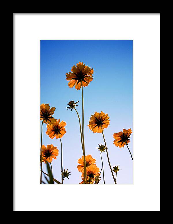 Coreopsis Framed Print featuring the photograph Coreopsis In the Sky by Mary Lee Dereske