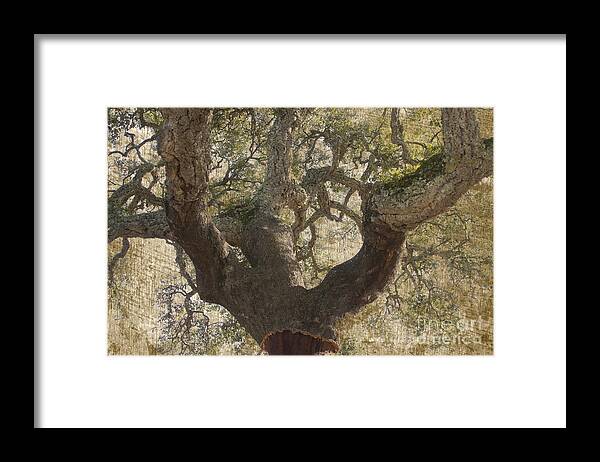 Cork Oak Framed Print featuring the photograph Cork Oak Tree by Heiko Koehrer-Wagner