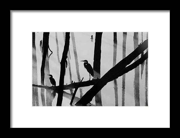 Birds Framed Print featuring the photograph Cormorant and the Heron BW by Roger Becker