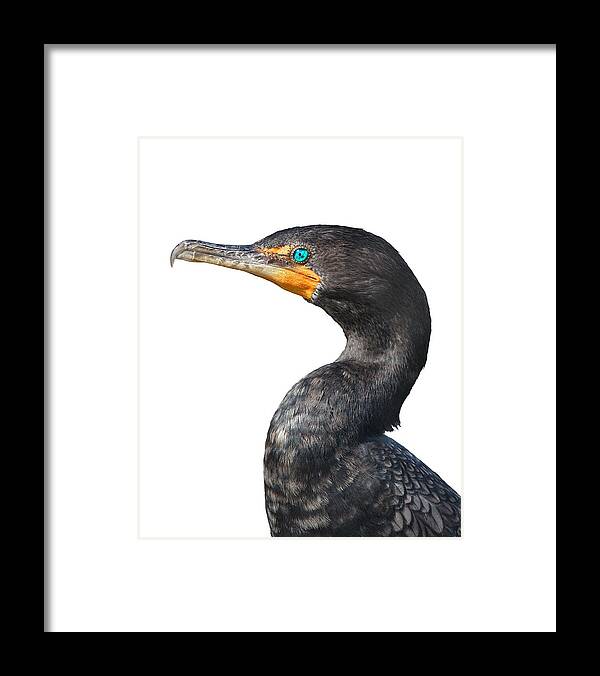 Fly Framed Print featuring the photograph Cormorant by Rudy Umans
