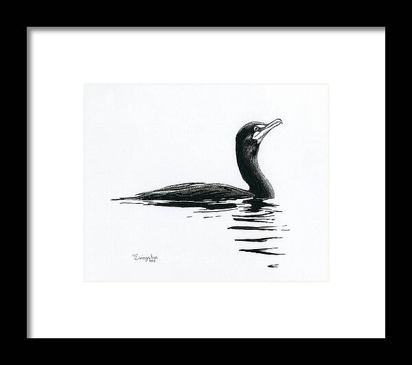 Cormorant Framed Print featuring the drawing Cormorant by Timothy Livingston