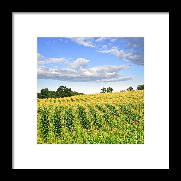 Agriculture Framed Print featuring the photograph Corn field 1 by Elena Elisseeva