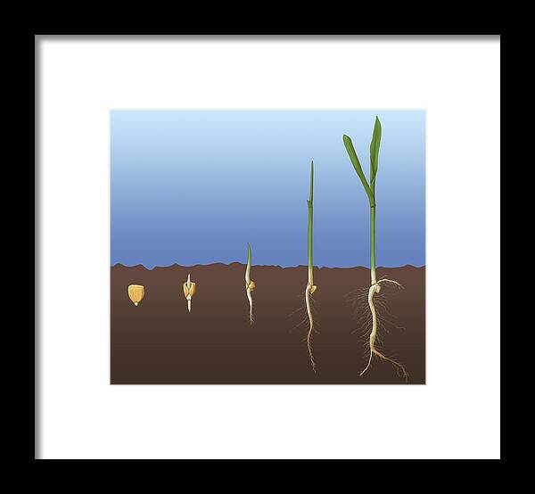 Science Framed Print featuring the photograph Corn Seed Germination, Illustration by Monica Schroeder