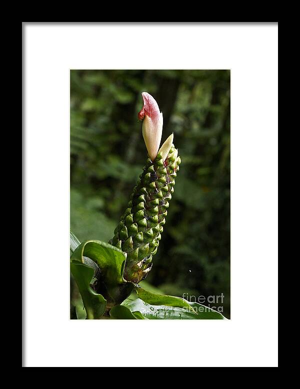 Cortus Framed Print featuring the photograph Cortus species by Inge Riis McDonald