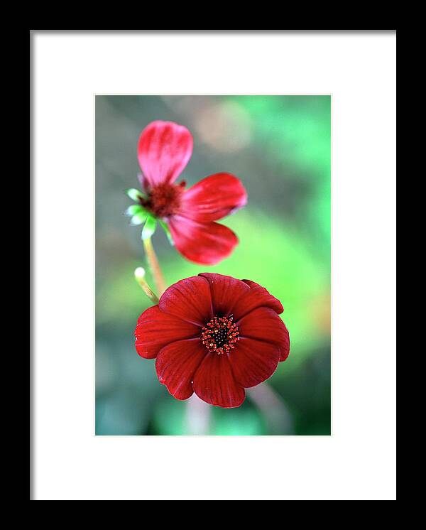 Cosmos Chocolate. Framed Print featuring the photograph Cosmos Chocolate. by Adrian Thomas/science Photo Library