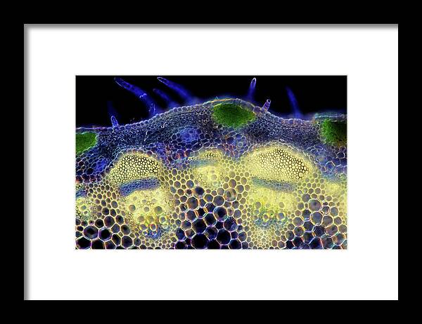 Angiosperm Framed Print featuring the photograph Cosmos Flower Stem by Marek Mis/science Photo Library
