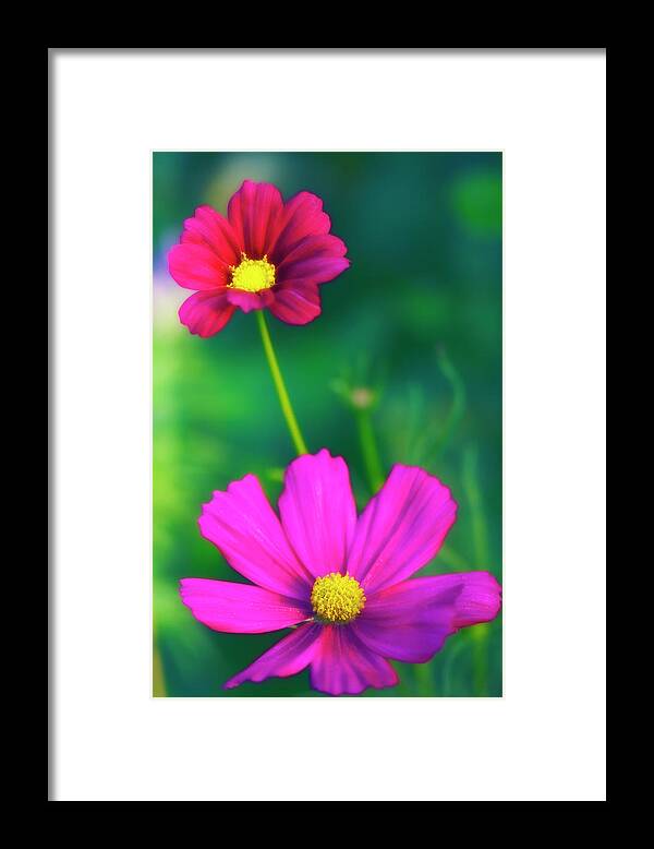 Cosmos Bipinnatus Framed Print featuring the photograph Cosmos Flowers (cosmos Bipinnatus) by Maria Mosolova/science Photo Library