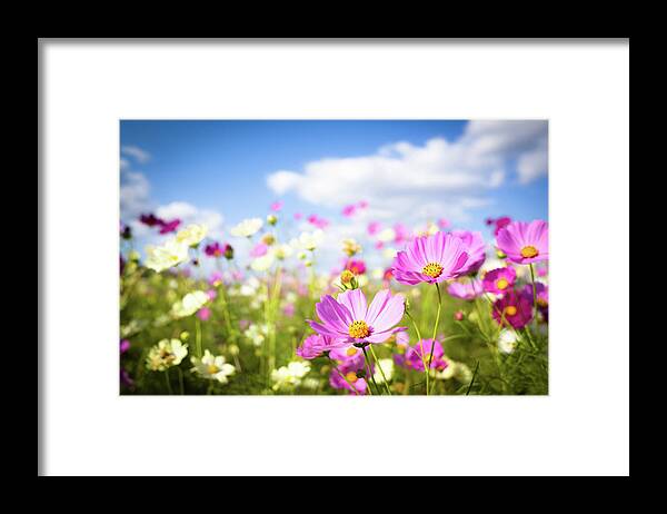 Wind Framed Print featuring the photograph Cosmos Flowers In Full Bloom by Marser