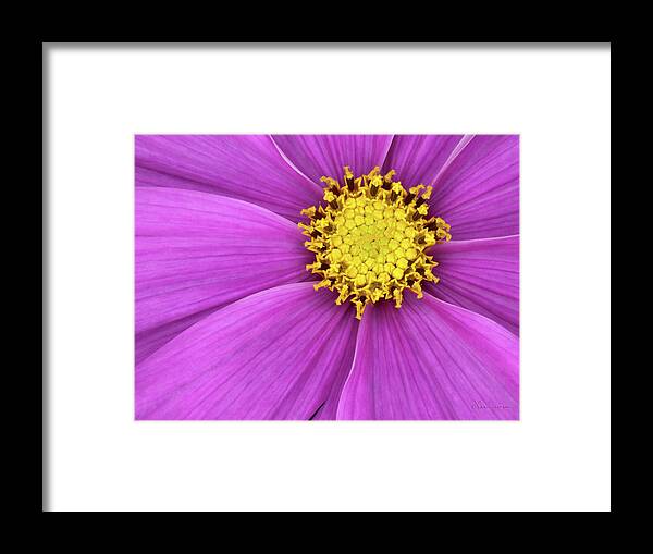 Cosmos Framed Print featuring the photograph Cosmos by Vickie Szumigala
