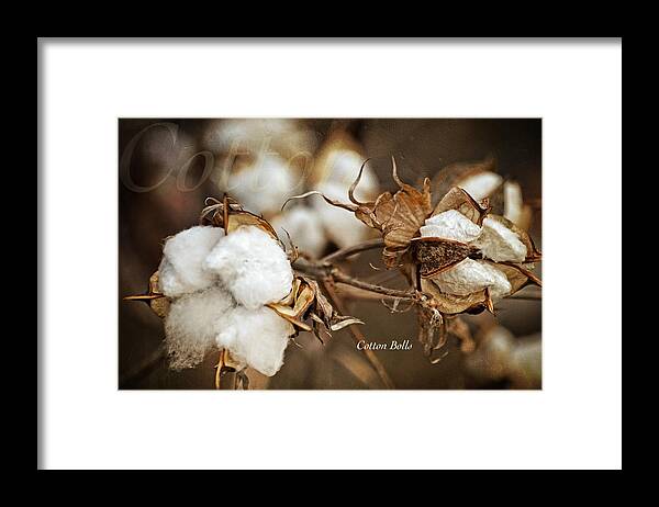 Landscape Framed Print featuring the photograph Cotton Bolls by Lena Wilhite