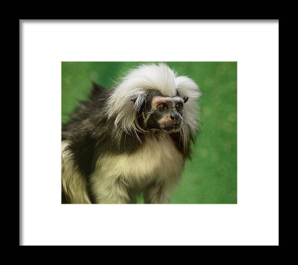 Cotton-top Tamarin Framed Print featuring the photograph Cotton-top Contemplation by Greg Nyquist