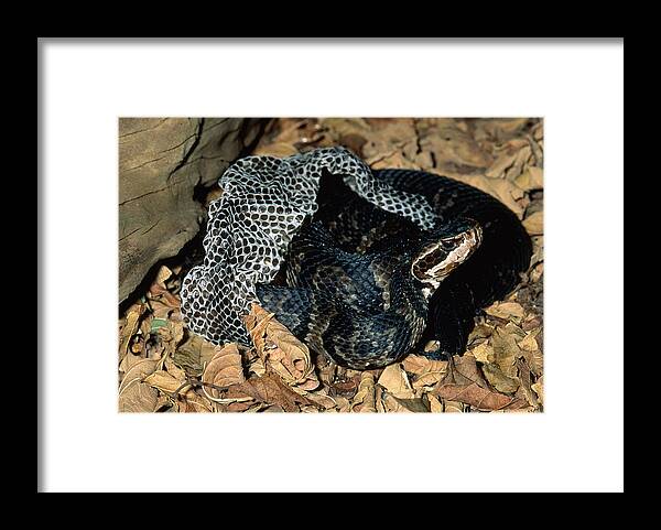 Agkistrodon Framed Print featuring the photograph Cottonmouth Shedding by Karl H. Switak