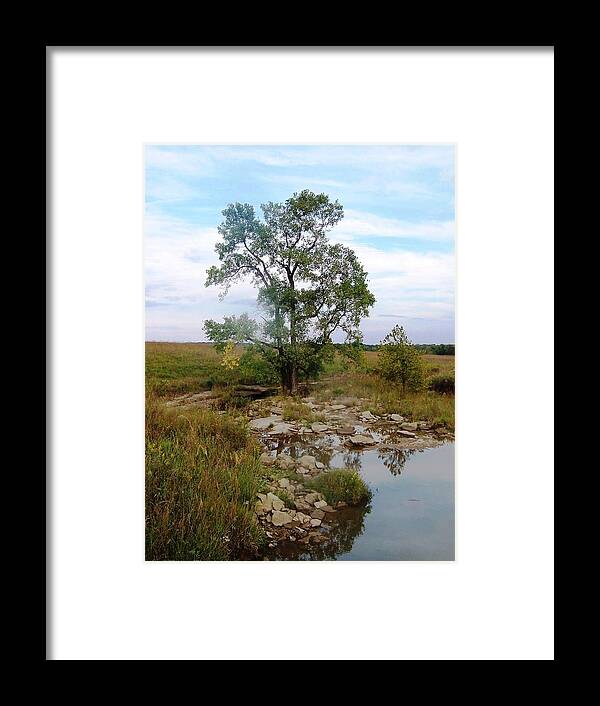 Cottonwood Framed Print featuring the photograph Cottonwood In The Tall Grass by The GYPSY