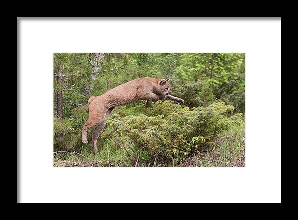 Mountain Framed Print featuring the photograph Cougar Jumping by Jack Nevitt