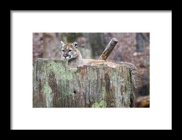 Cougar Framed Print featuring the photograph Cougar on a stump by Flees Photos