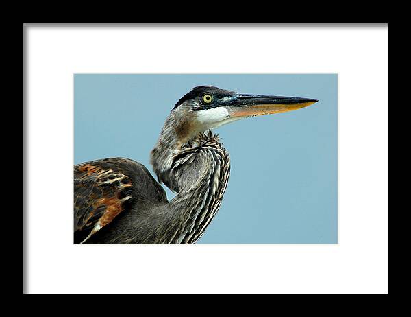Great Blue Heron Framed Print featuring the photograph Counterclockwise Spiral by Norman Johnson