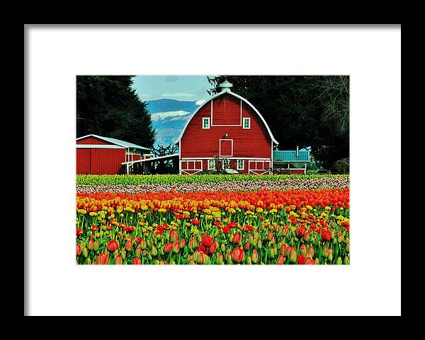 Tulips Framed Print featuring the photograph Country Charm by Benjamin Yeager