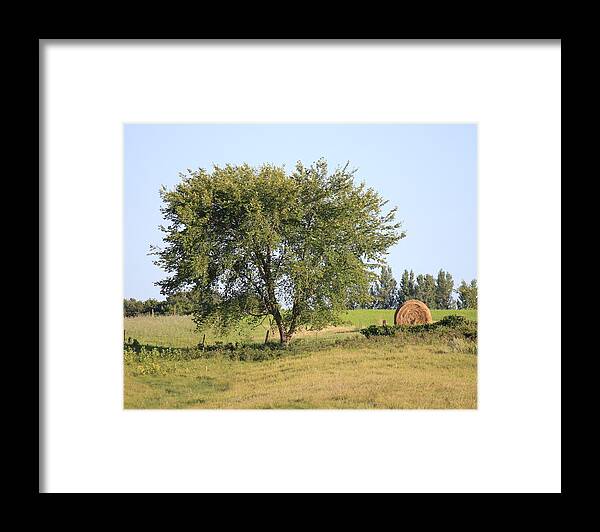 Tree Framed Print featuring the photograph Country Scene by Penny Meyers