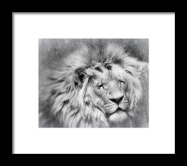 Lion Framed Print featuring the photograph Courage by Karen Shackles