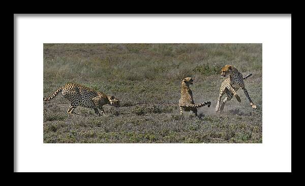 Serengeti Framed Print featuring the photograph Coutrship Chase by Gary Hall