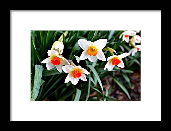 Daffodils Framed Print featuring the photograph Covenant Daffodils by Tara Potts