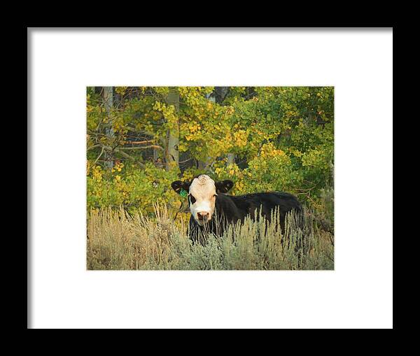 Cow Framed Print featuring the photograph Cow #904 in Aspen Grove by Feva Fotos