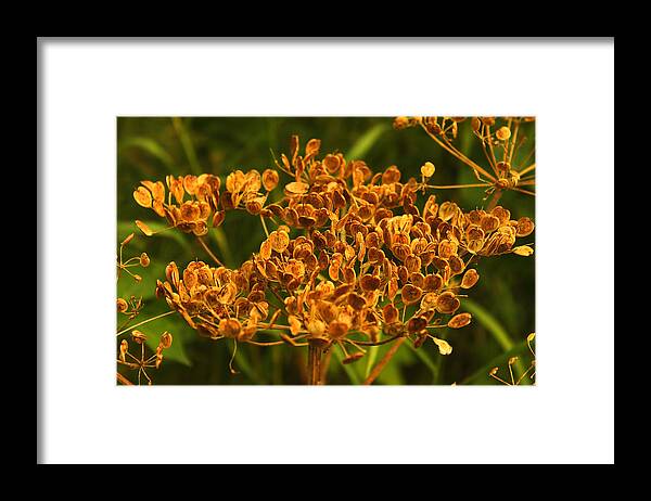 Cow Parsnip Seeds Framed Print featuring the photograph Cow Parsnip Seeds by Sandra Foster