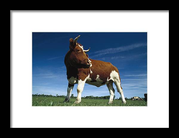 Feb0514 Framed Print featuring the photograph Cow Standing In Field Germany by Heidi & Hans-Juergen Koch