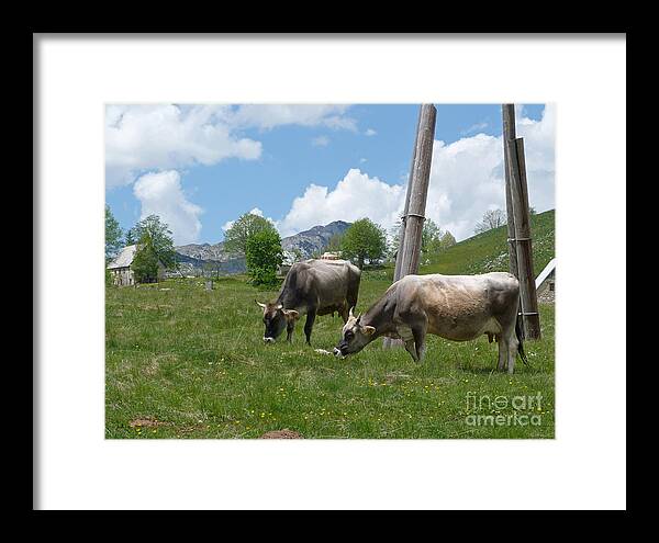 Cows Framed Print featuring the photograph Cows - Durmitor National Park - Montenegro by Phil Banks