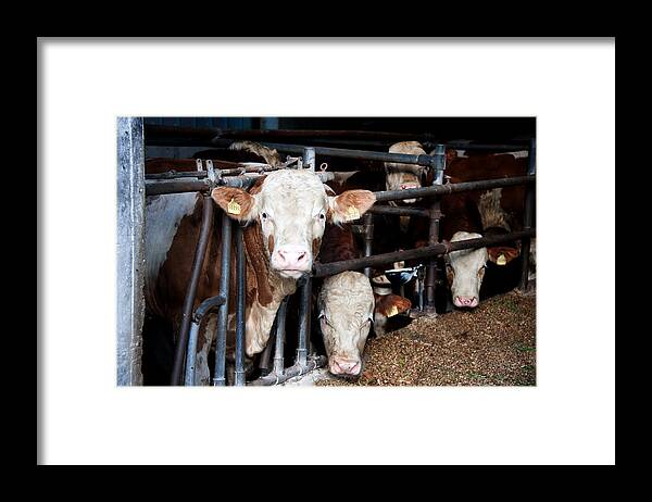 Cows In Barn Framed Print featuring the photograph Cows I by Patrick Boening