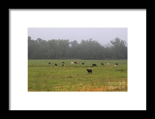 Cows Framed Print featuring the photograph Cows in the Morning Mist by Kimberly Saulsberry