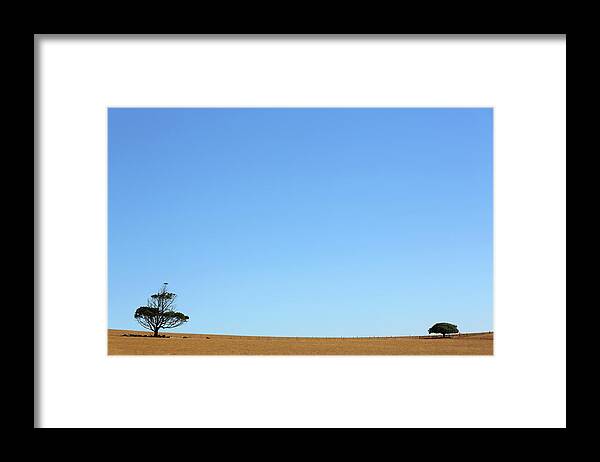 Scenics Framed Print featuring the photograph Cows Sheltering Beneath Two Trees In by Virginia Star