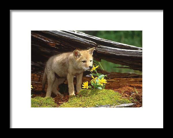 Feb0514 Framed Print featuring the photograph Coyote Pup Montana by Tom Vezo