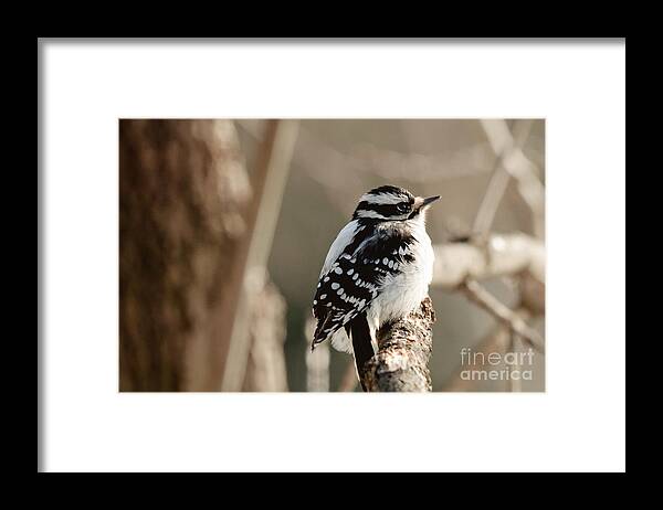 Landscapes Framed Print featuring the photograph Cozy Perch by Cheryl Baxter