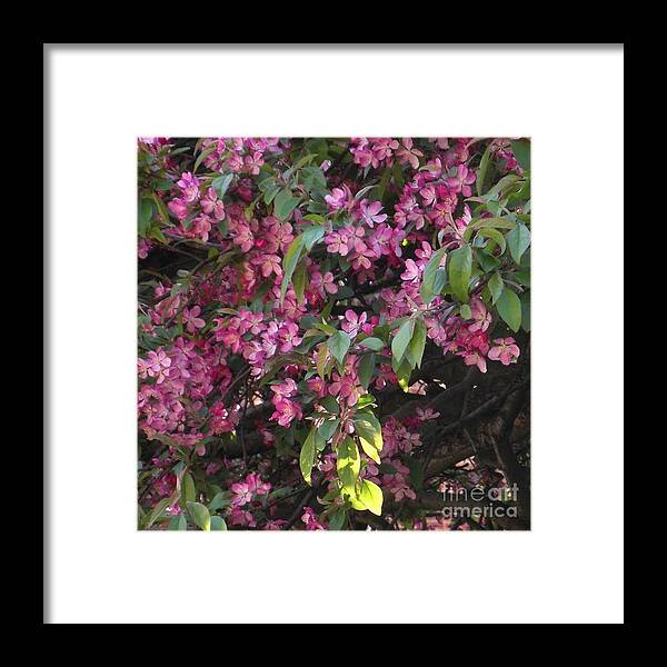 Tree Framed Print featuring the photograph Crab Apple Blossoms in Spring by Miriam Danar
