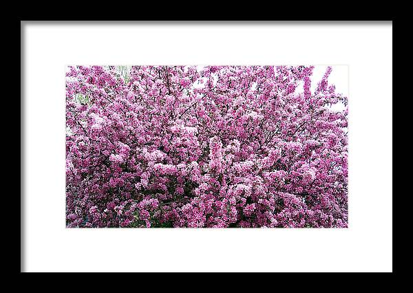 Crab Apple Tree Framed Print featuring the photograph Crab Apple Tree by Aimee L Maher ALM GALLERY
