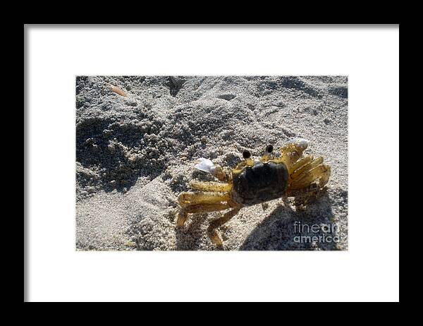 360-degree Vision Framed Print featuring the photograph Crab on the Look-Out by Megan Dirsa-DuBois